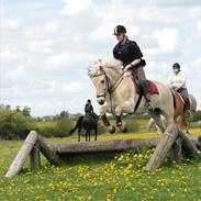 Fjordhest Lucas RKRR