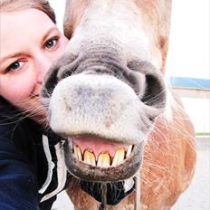 Haflinger Alliann Rundhøj