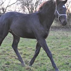 Oldenborg Bacs Shadow Af Østensgaard