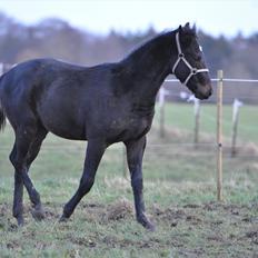 Oldenborg Bacs Shadow Af Østensgaard