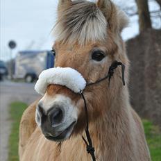 Fjordhest Lucas