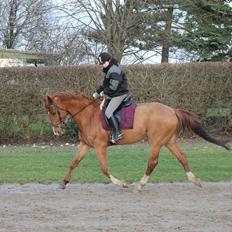 Hollandsk Varmblod Vivid "Tidligere låne hest"