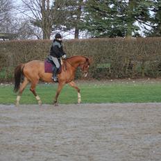 Hollandsk Varmblod Vivid "Tidligere låne hest"