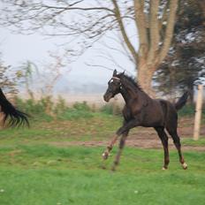 Dansk Varmblod Ellegaardens San Droneur