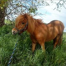 Shetlænder Nordhusets Hannibal Small <3 #Pony prinsen#