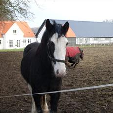 Irish Cob Næbbet´s Baldrian