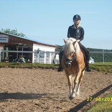 Haflinger Mikado