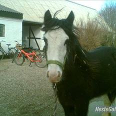 Irish Cob Næbbet´s Baldrian