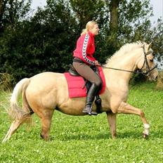 Palomino Rudolph's Cheyenne