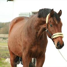 Dansk Varmblod Skovbogaards Camilo