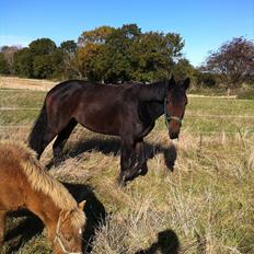 Dansk Varmblod Husha