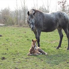 Knabstrupper Plaisir