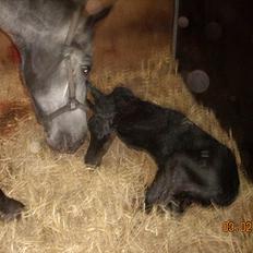 Knabstrupper Plaisir