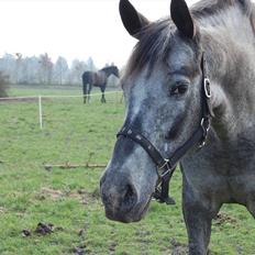 Knabstrupper Plaisir