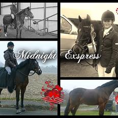 Irsk Sportspony Midnight Exspress
