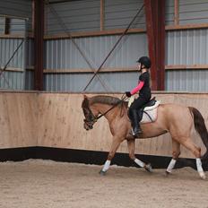 Anden særlig race tranegildes Obtain