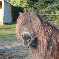 Shetlænder Trunte   #SOLGT#
