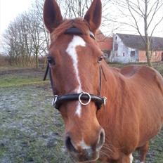 Anglo Araber (AA) Lille Daugårds Prinsesse (R.I.P)