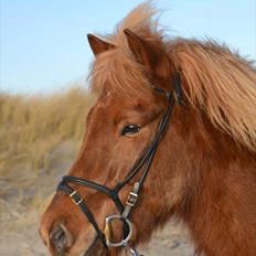 Islænder Álfur fra Helledige