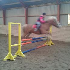 Haflinger Trinnerups Prins - 