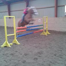 Haflinger Trinnerups Prins - 