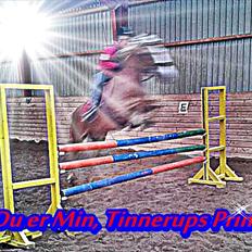 Haflinger Trinnerups Prins - 