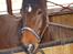 Trakehner Starwind