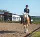 Haflinger Mikado