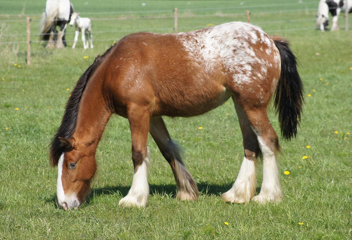 Irish Cob Hermits Colette billede 4