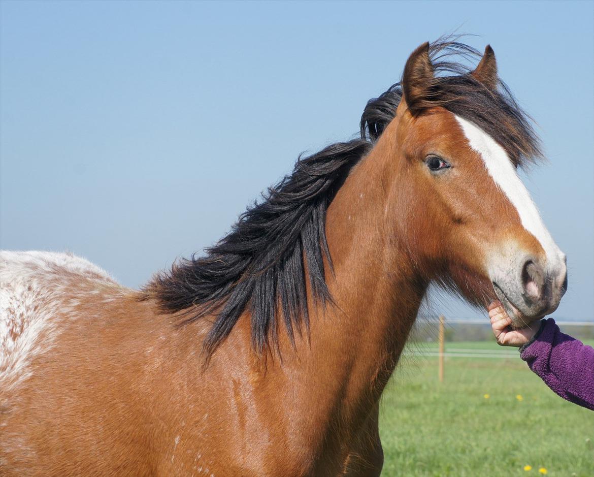 Irish Cob Hermits Colette billede 6