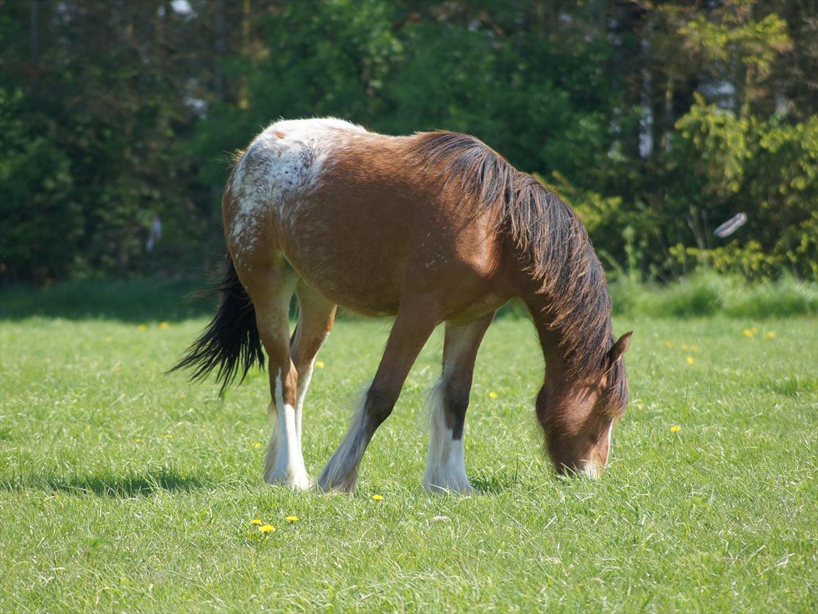 Irish Cob Hermits Colette billede 7