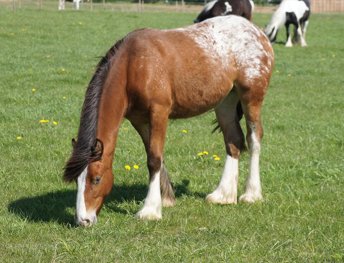 Irish Cob Hermits Colette billede 5