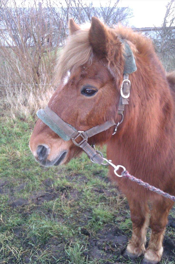 Anden særlig race Laban - My littel pony :P
(Om Vinteren) billede 2