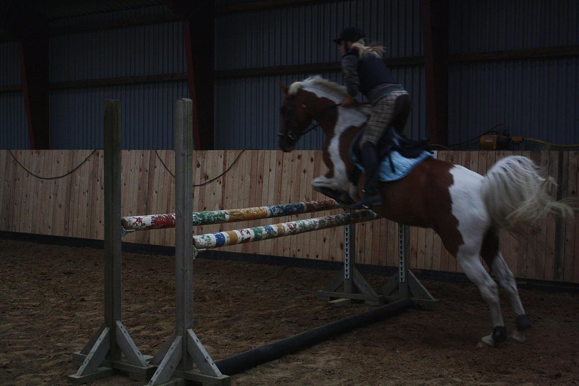 Pinto Nerolientje - Springer 120 cm. <3
Stjernepony <3 billede 18