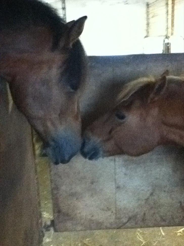 Anden særlig race Laban - Laban og Prins Orloff <3 billede 3