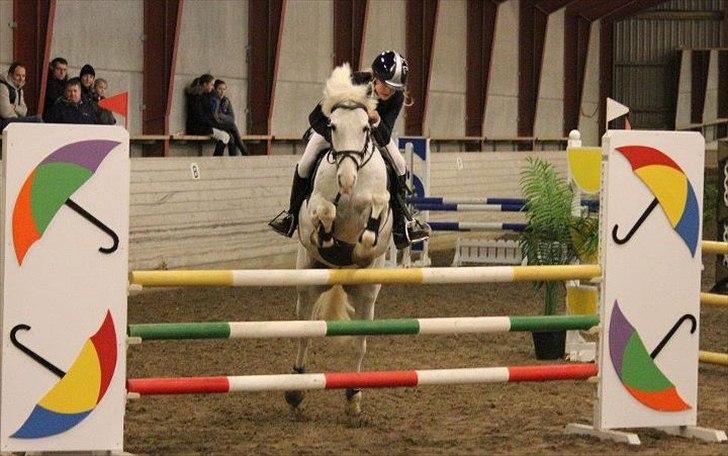 Anden særlig race CastleFarm Jimmy Blue B-pony - Stjernen i ma**  billede 11