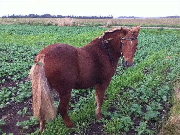Anden særlig race Laban - Laban som stak af -.- billede 4