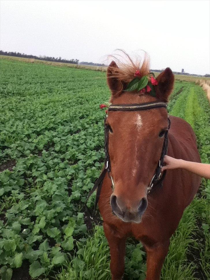 Anden særlig race Laban - Laban som stak af -.- billede 5
