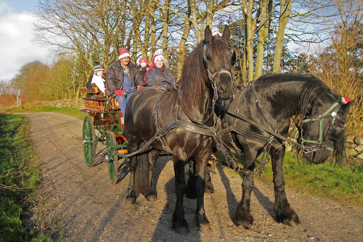 Frieser XPoseidon af Brødsgård - # 20. Poseidon (til venstre) og Herros for vognen på vores årlige juletur d. 17/12 2011. billede 20