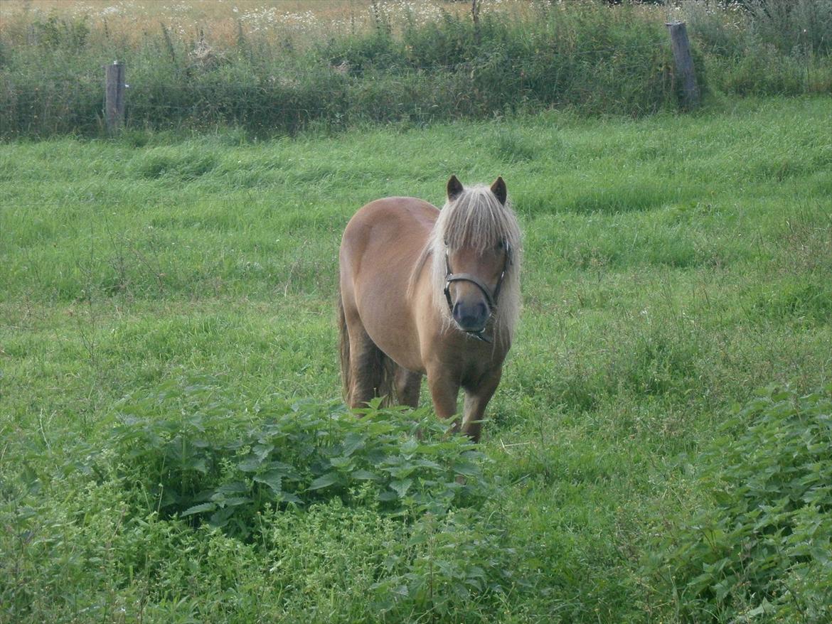 Shetlænder Tine!<3 (bamsen) - Smuk smukkest!<3:-* billede 5