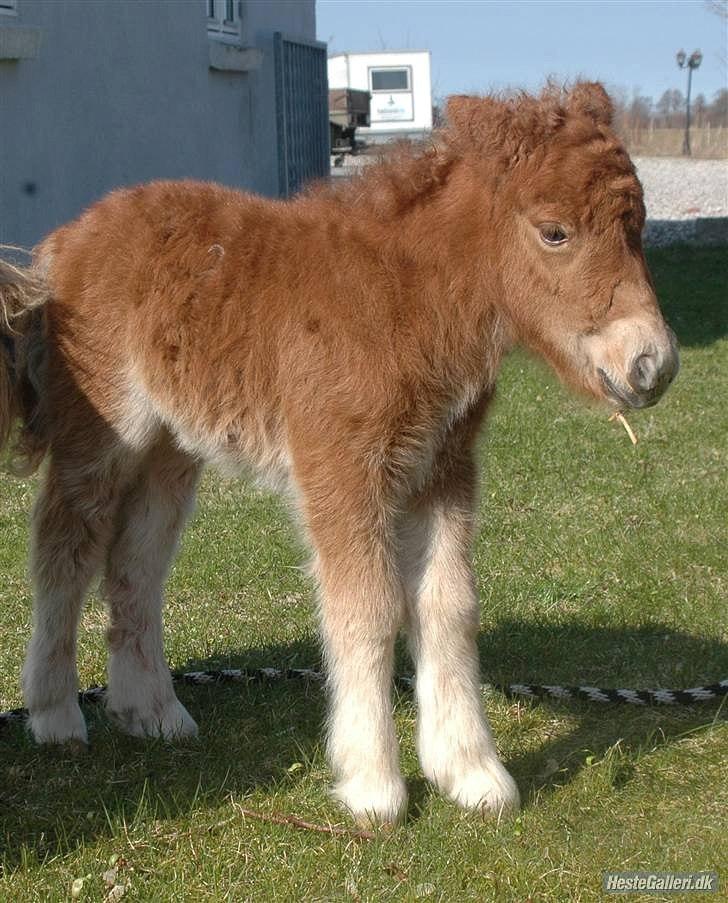 Shetlænder Tine!<3 (bamsen) - Tine som føl! Sødt! :-D billede 8