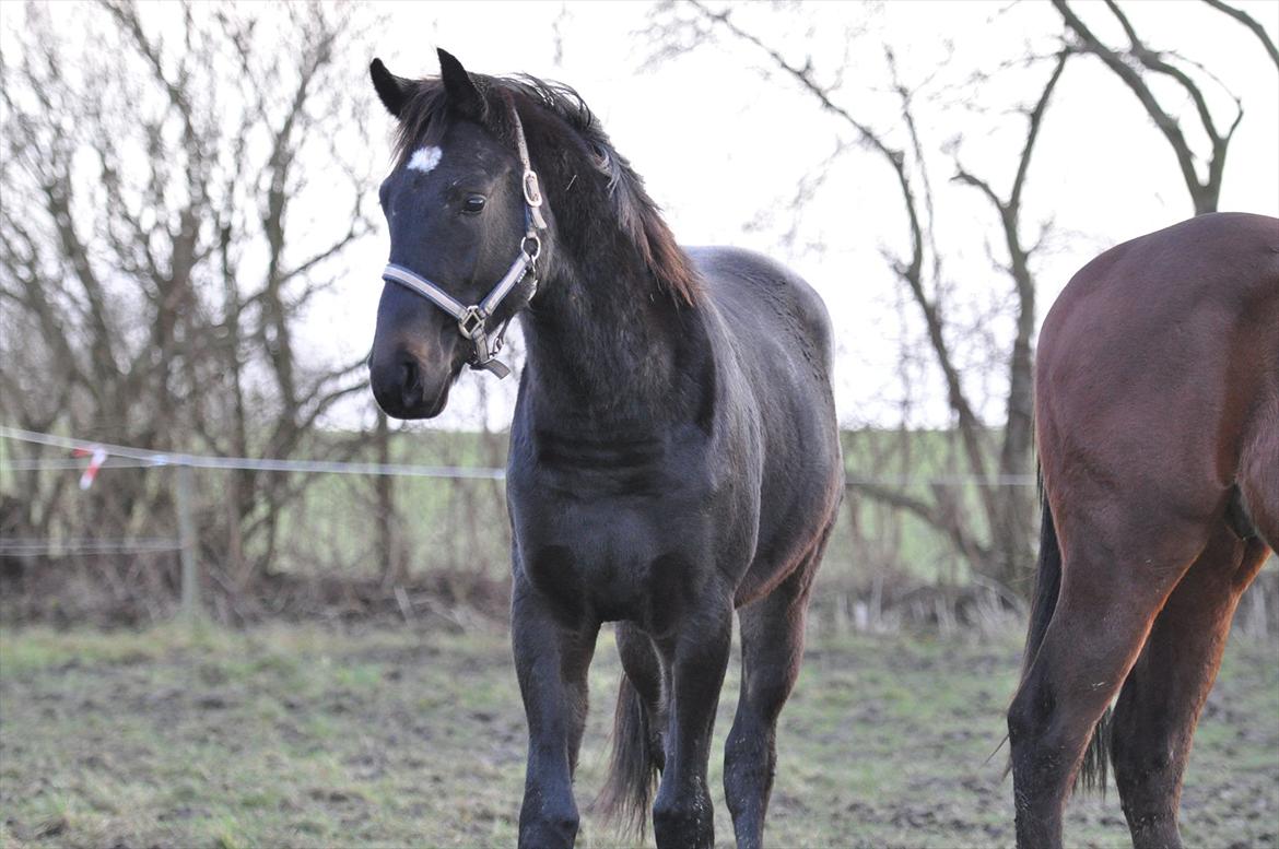 Oldenborg Bacs Shadow Af Østensgaard billede 1