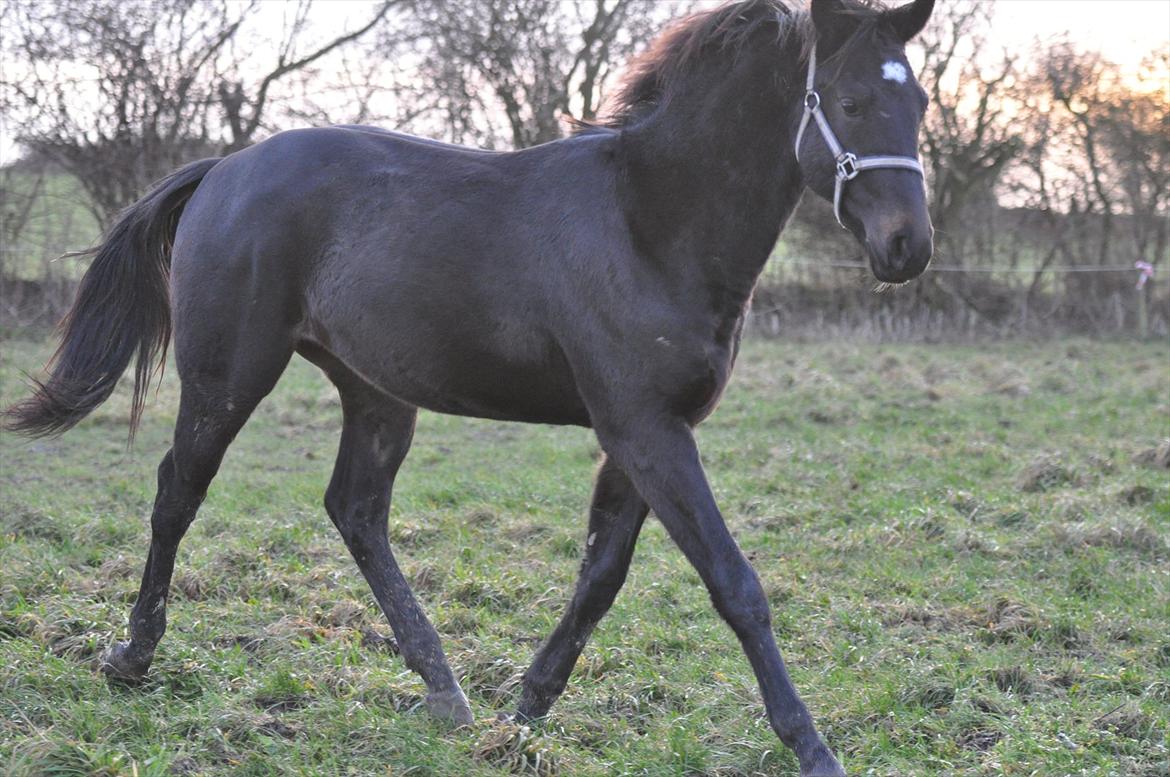 Oldenborg Bacs Shadow Af Østensgaard billede 2