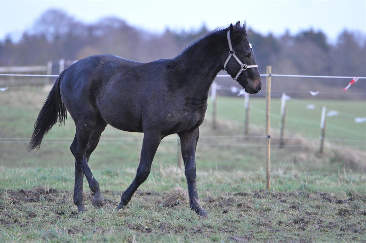 Oldenborg Bacs Shadow Af Østensgaard billede 3