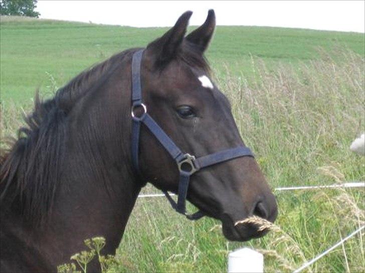 Oldenborg Bacs Shadow Af Østensgaard billede 4