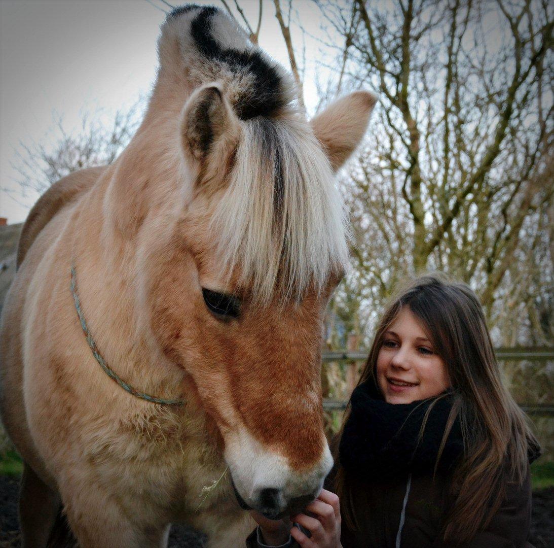 Fjordhest Plattini  - All the diamonds, pearls and money in the world, means nothing if I ain't got you .......! foto - Maria ♥♥ billede 2