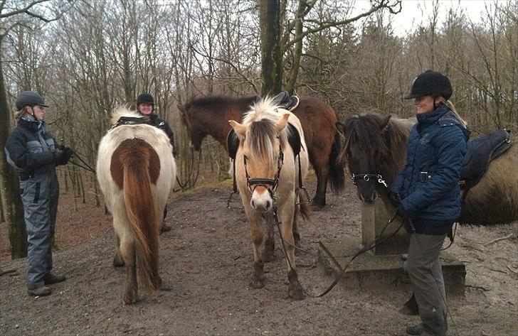 Islænder Faxi fra Miklagård - Stebbi, Sif, Ása og Faxi (vender med røven til) på tur til Knøsen 10/1-12 billede 20