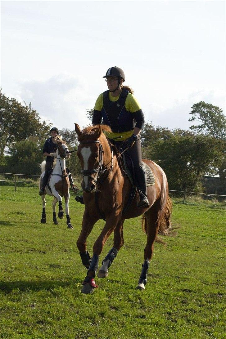 Dansk Varmblod La Fidelle ( frikadellen) - Til Eric Smiley terrænkursus efterår 2011 billede 1