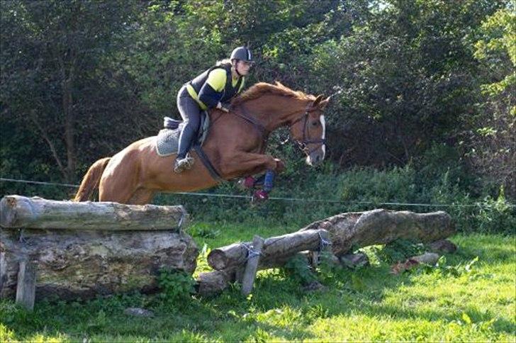 Dansk Varmblod La Fidelle ( frikadellen) - Frikadellens allerførste babykævle, hun er på dette tidspunkt 4 år og jeg er ved at revne af stolthed :) billede 2
