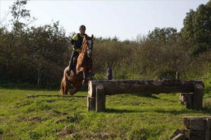 Dansk Varmblod La Fidelle ( frikadellen) - Frikadellens første spring på banket, dejlig fokuseret er damen :) billede 3